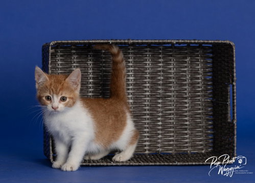 Willa Feral photo 3