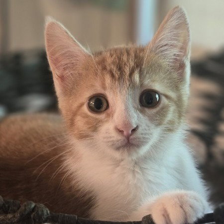 picture of the cat needing adoption