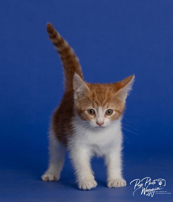 Willa Feral