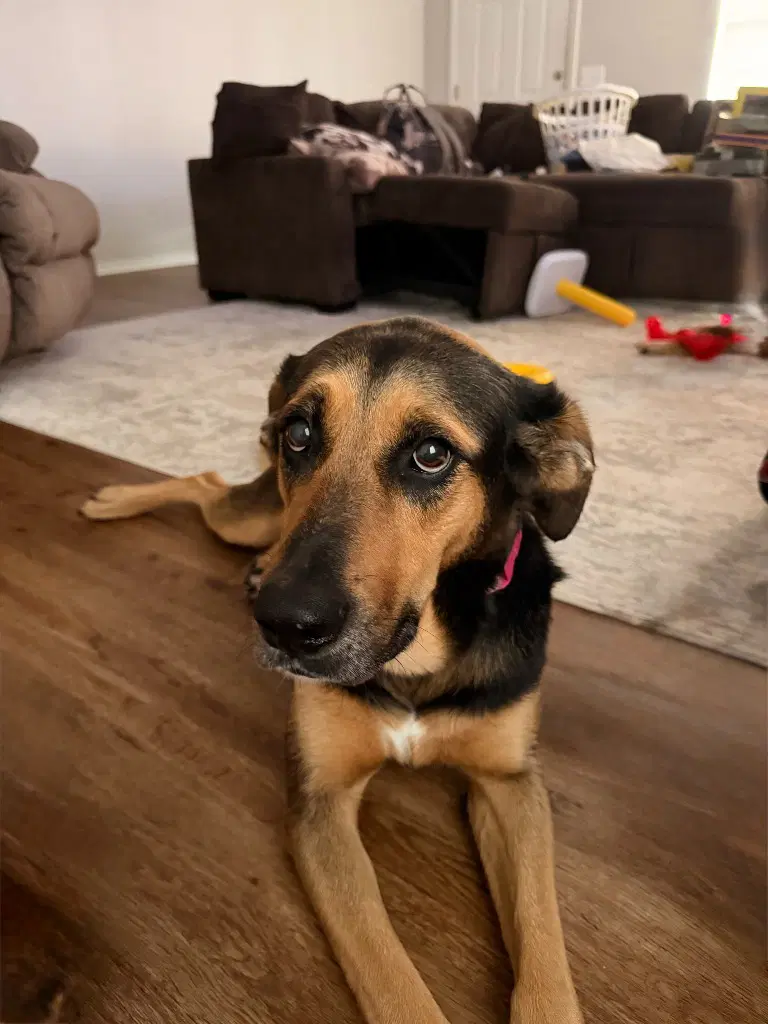 Becky - Labrador Retriever