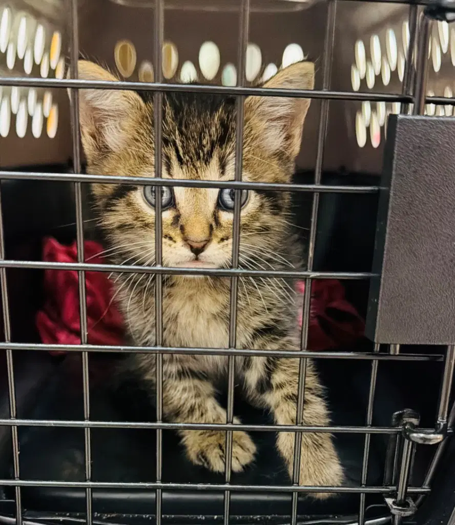 Nemo - Domestic Short Hair