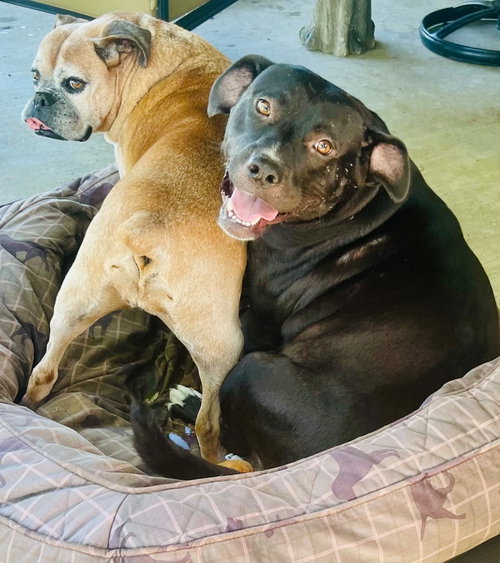 picture of the dog needing adoption