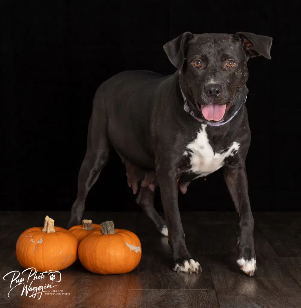Patty - Labrador Retriever