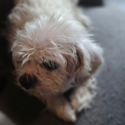 Alfred photo 2
