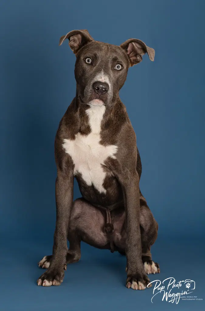 Goofy - Pit Bull Terrier
