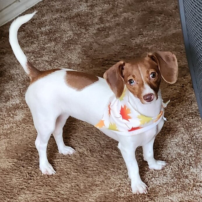 Heidi