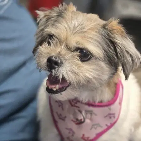 Emmy Lou - Shih Tzu