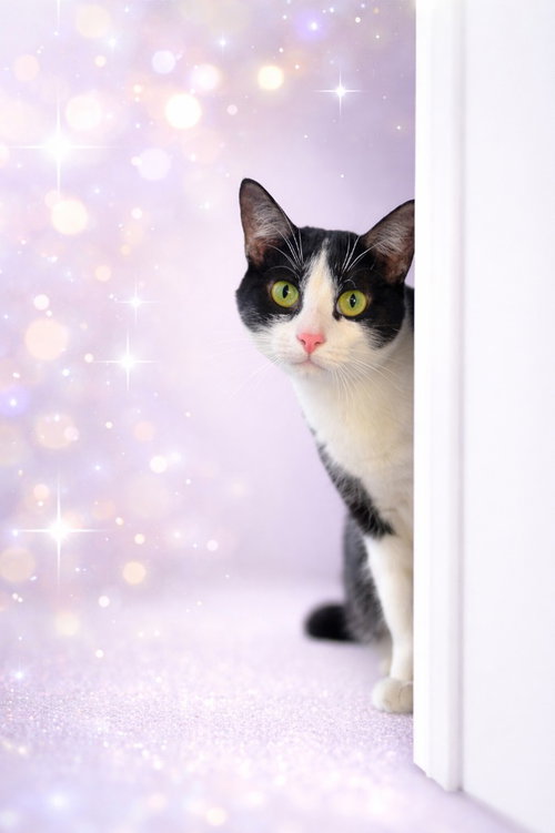 picture of the cat needing adoption