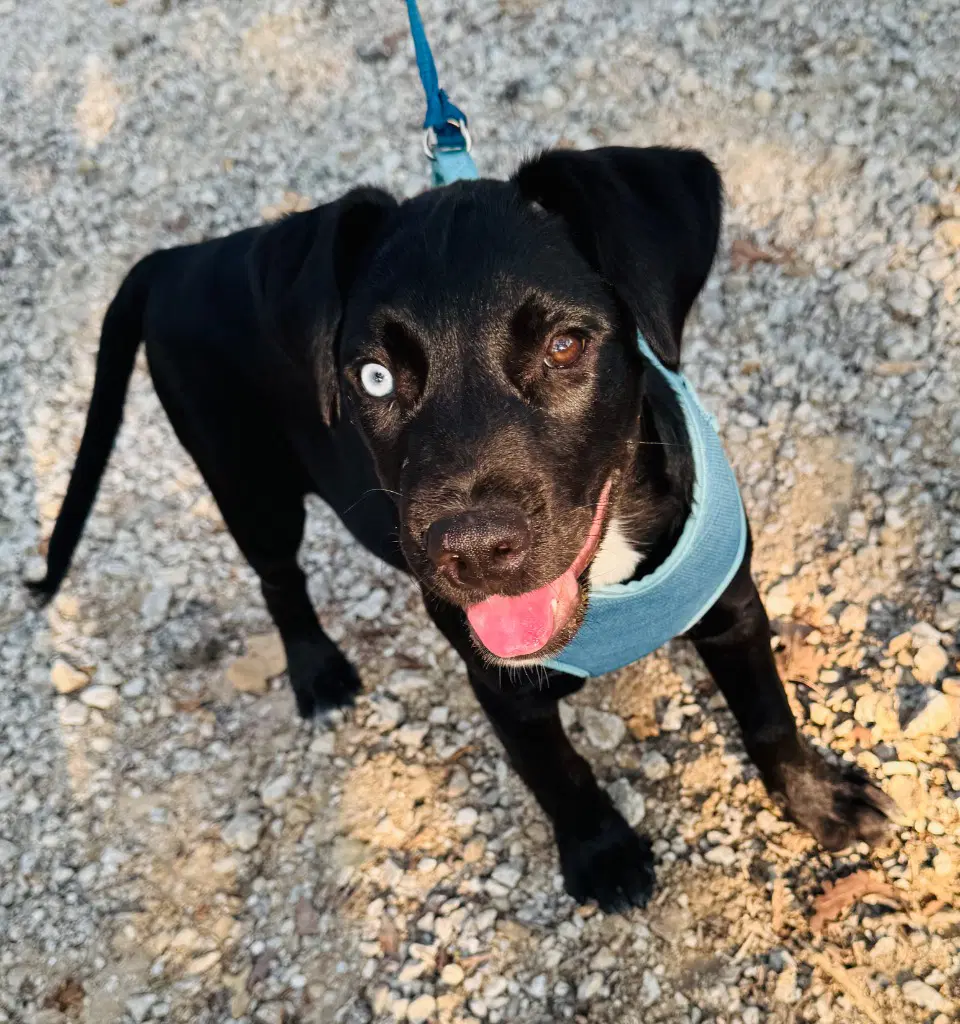 Erling Haaland - Labrador Retriever