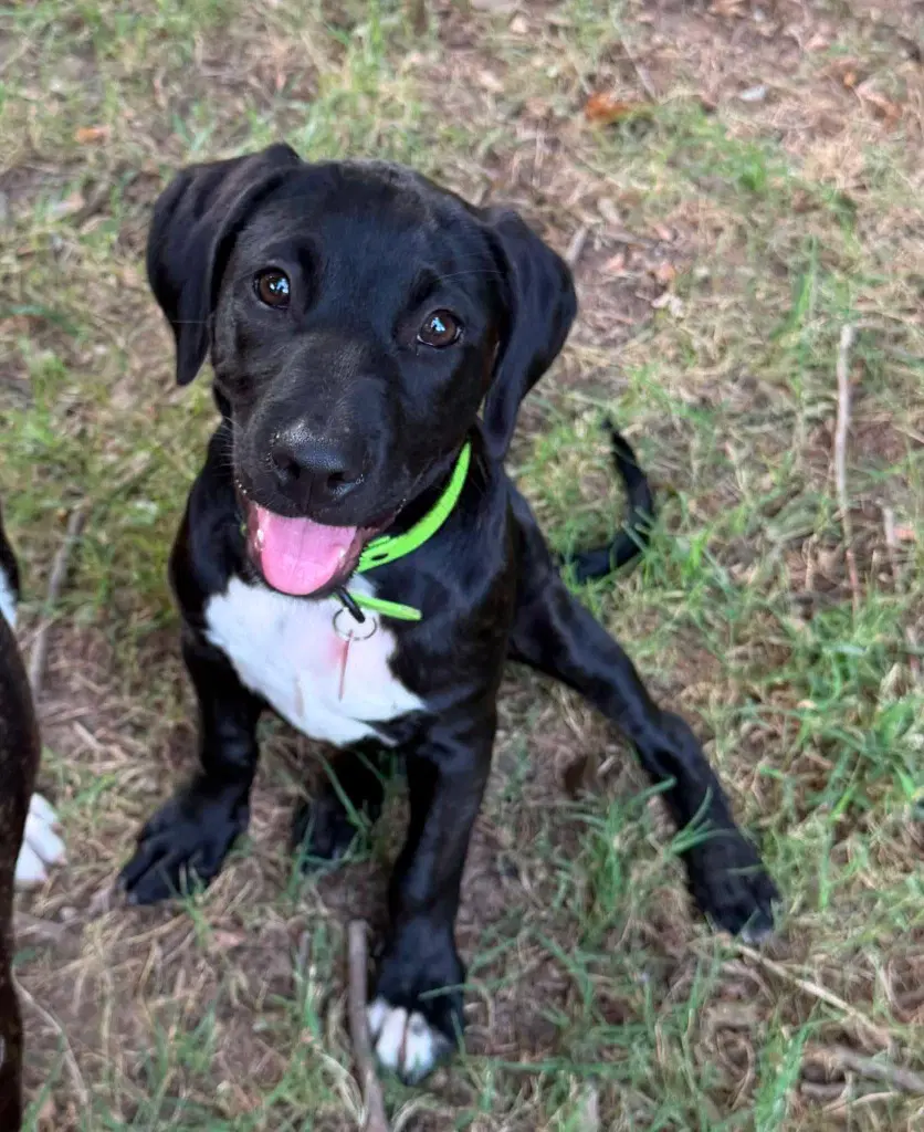 Trinity Rodman - Labrador Retriever