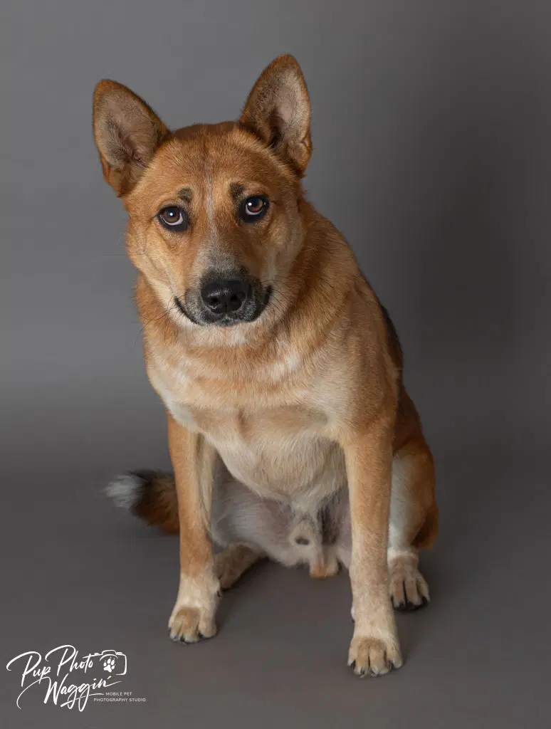 Sampson - Australian Cattle Dog/Blue Heeler