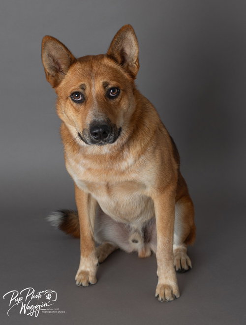 picture of the dog needing adoption
