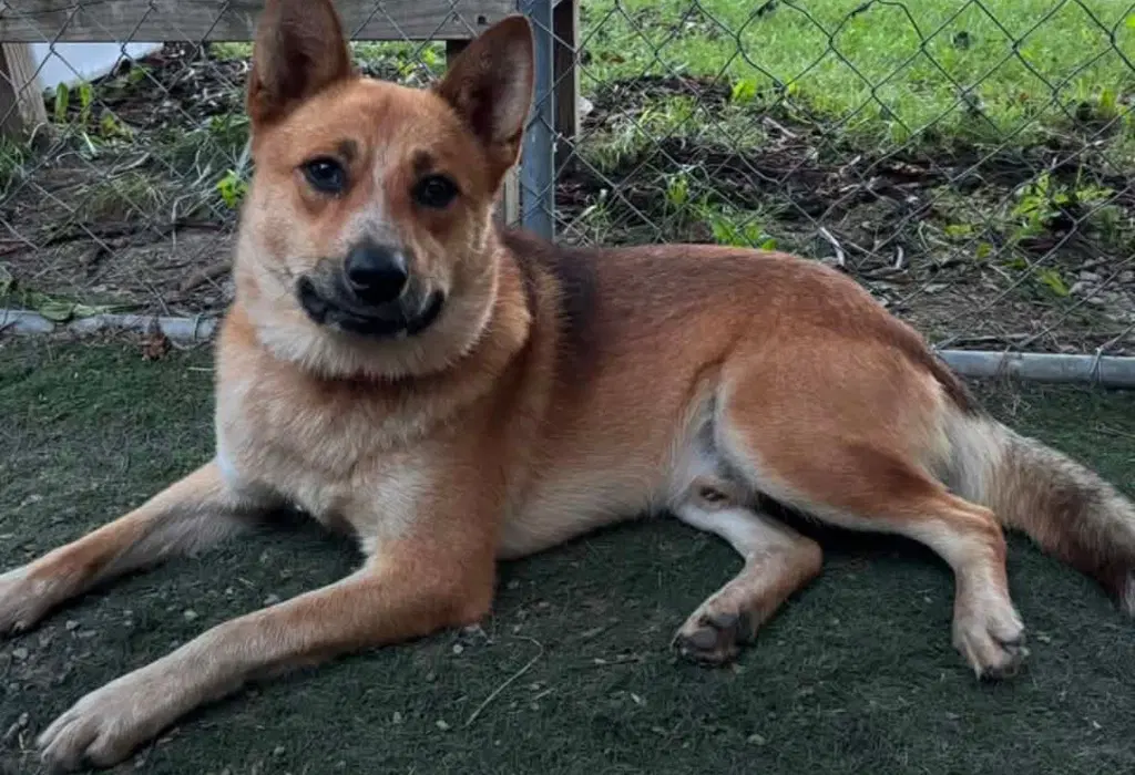 Sampson image 2
