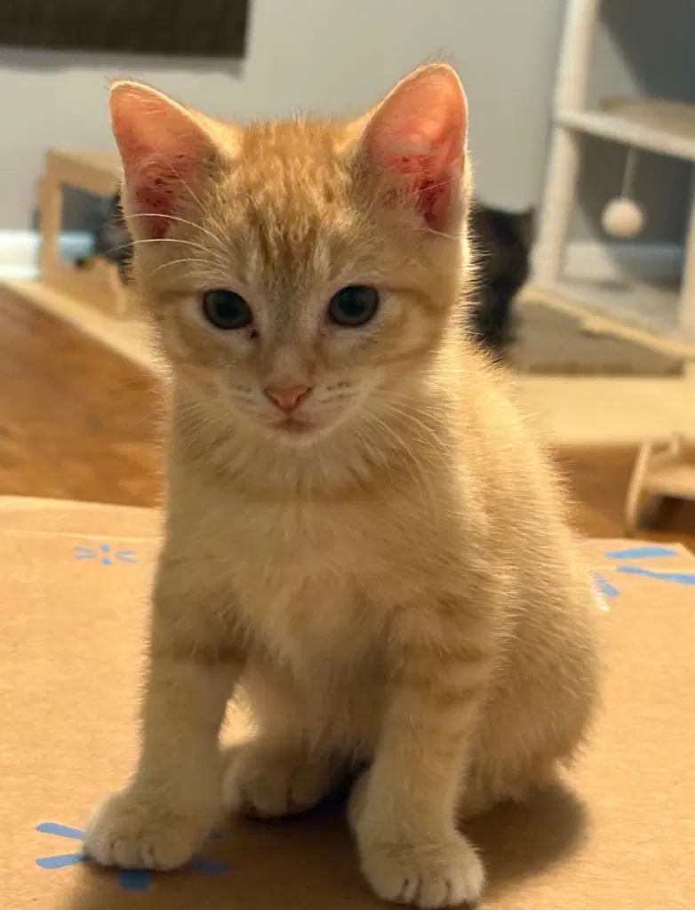 Chip - Domestic Short Hair