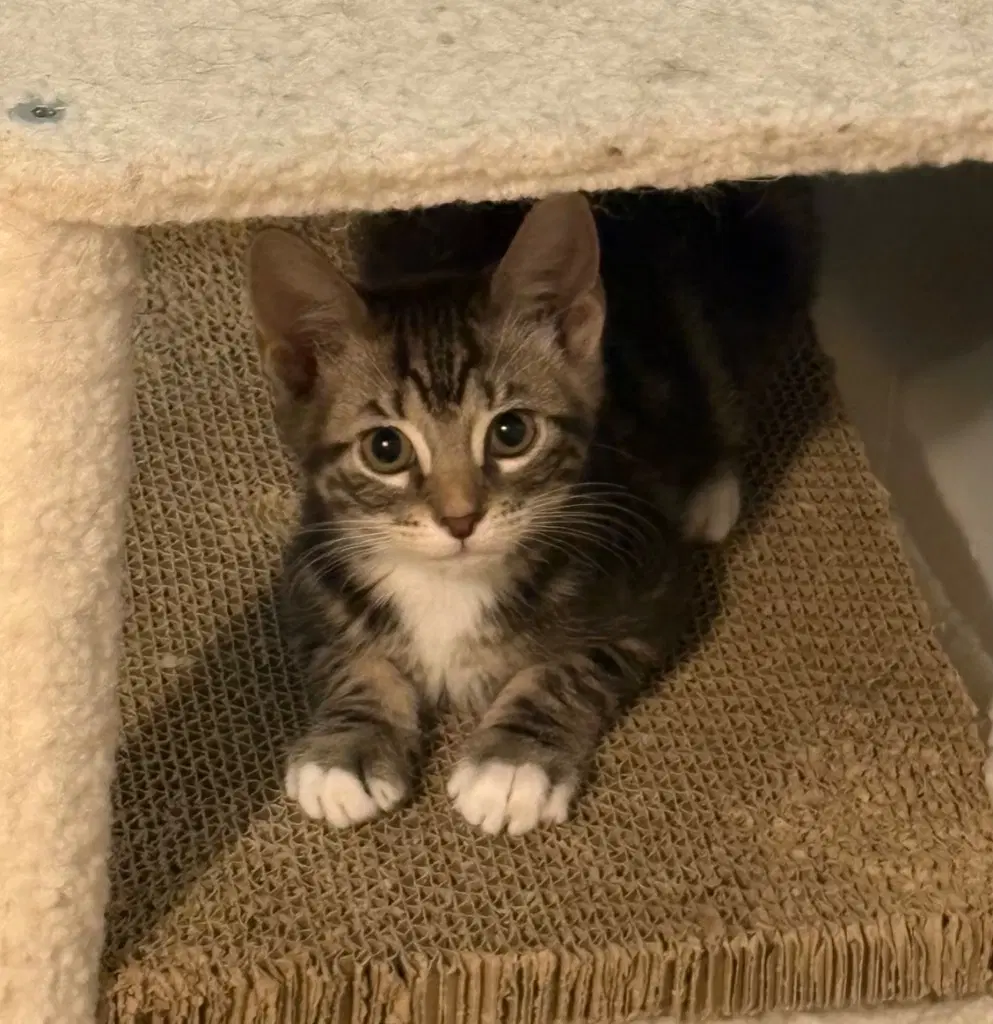 Lindor - Domestic Short Hair