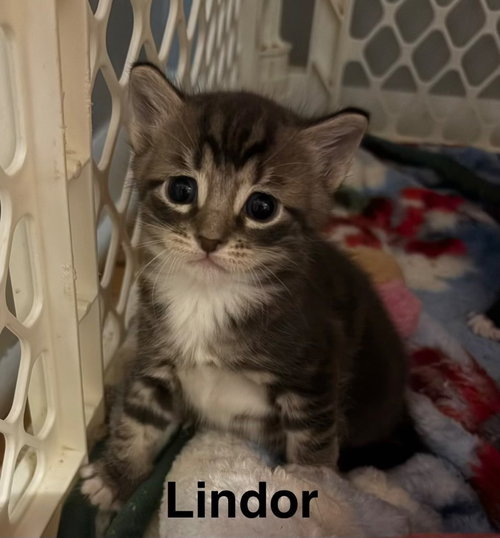 Photo 2 of Lindor