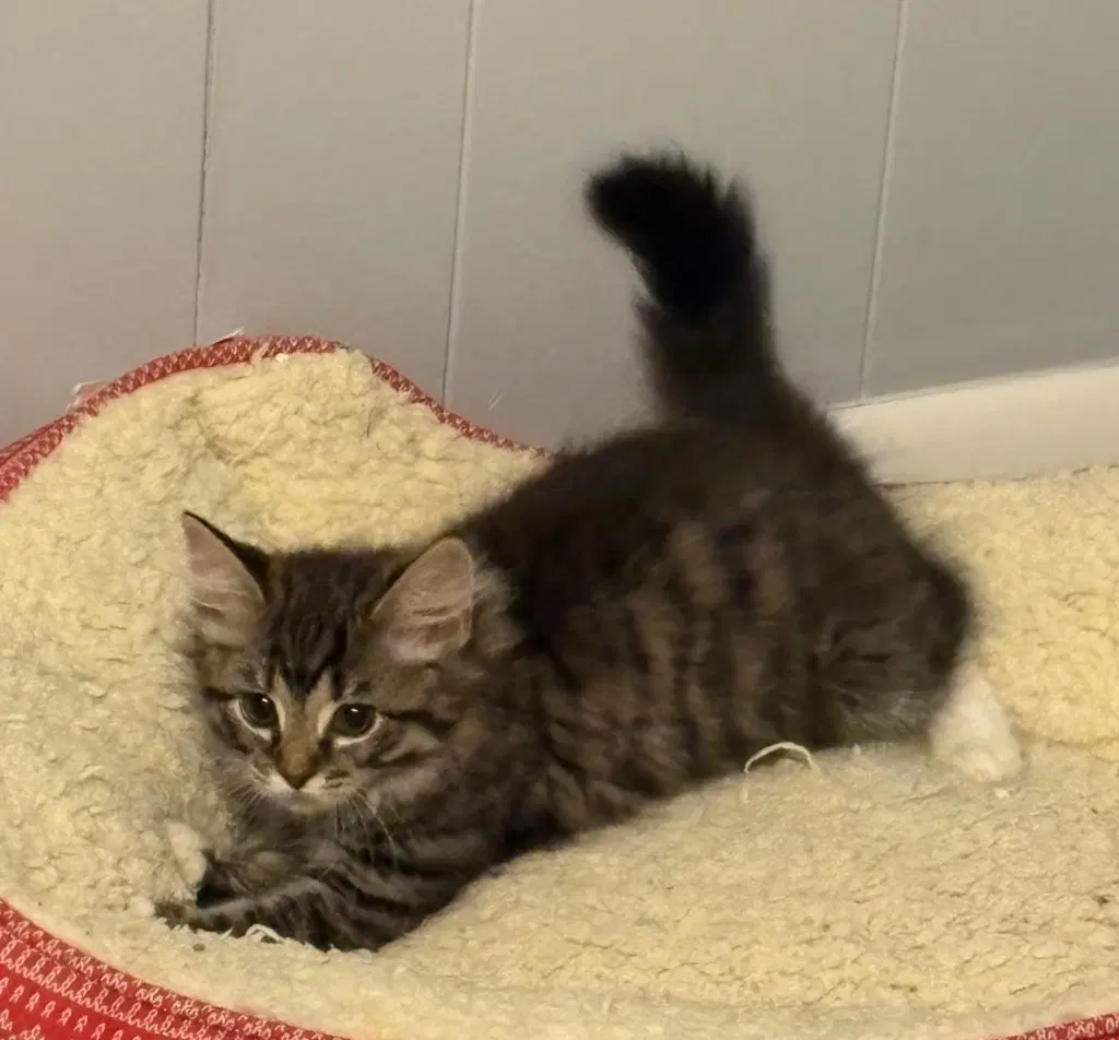 Nestle - Domestic Long Hair