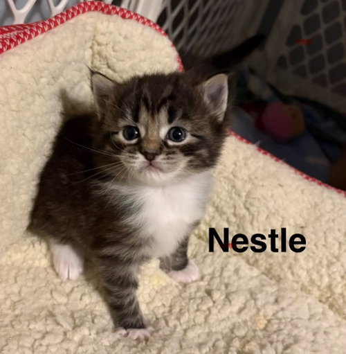 Nestle photo 2