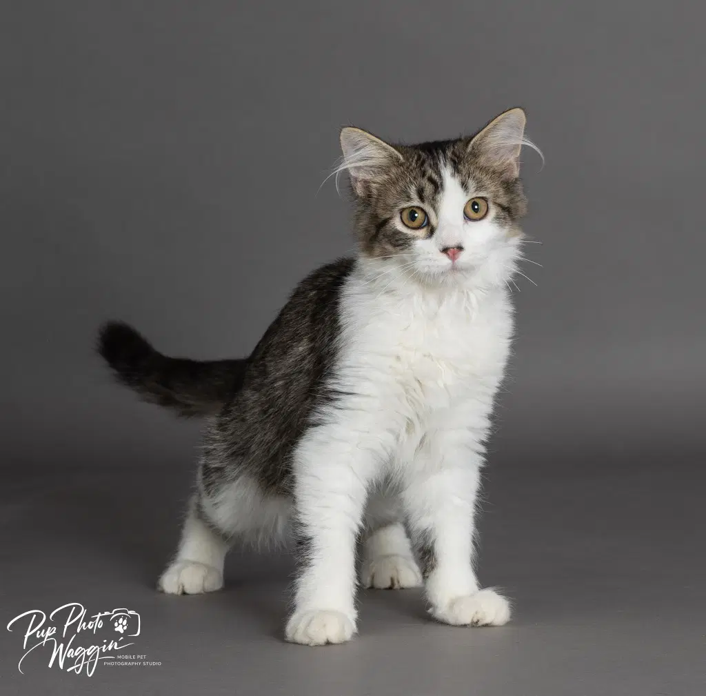 Tribble - Domestic Long Hair