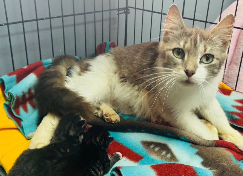 Dove - Domestic Medium Hair