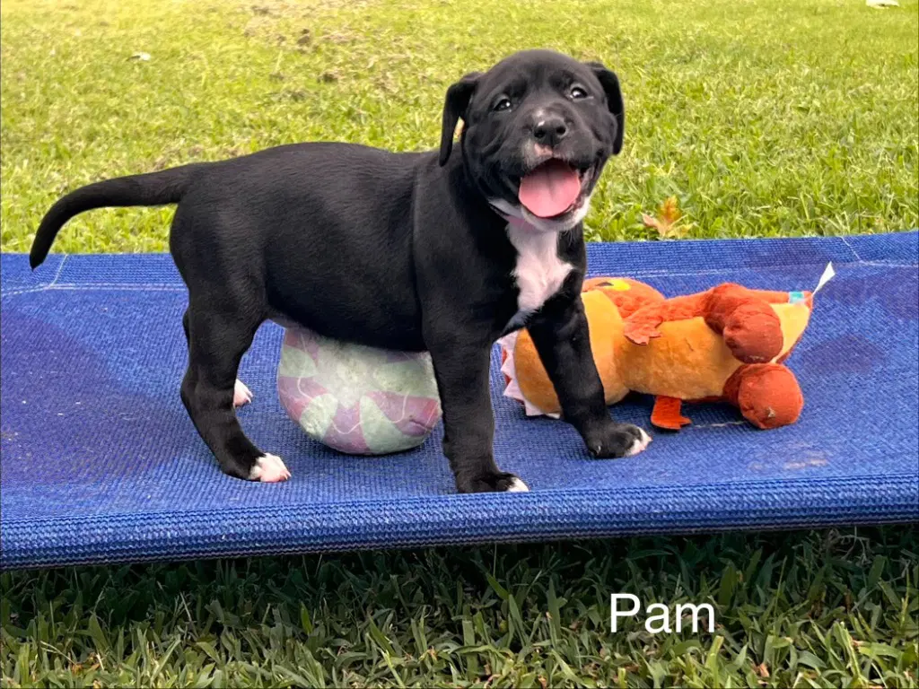 Pam - Labrador Retriever