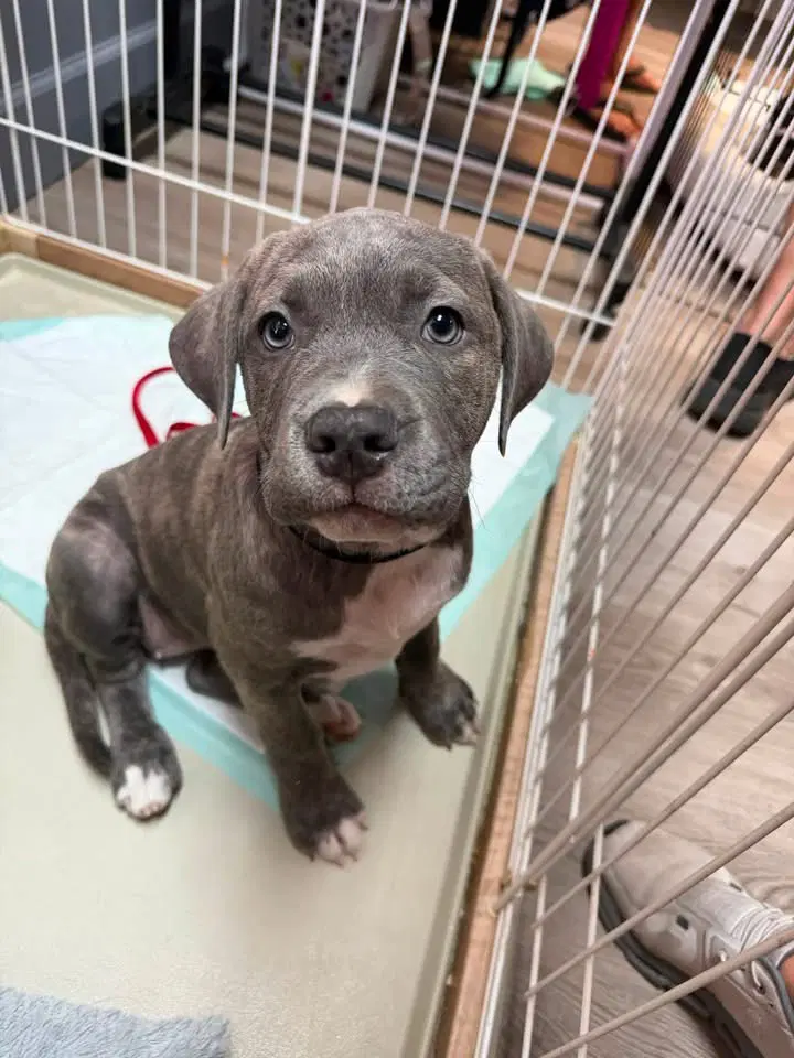 Parker - Labrador Retriever
