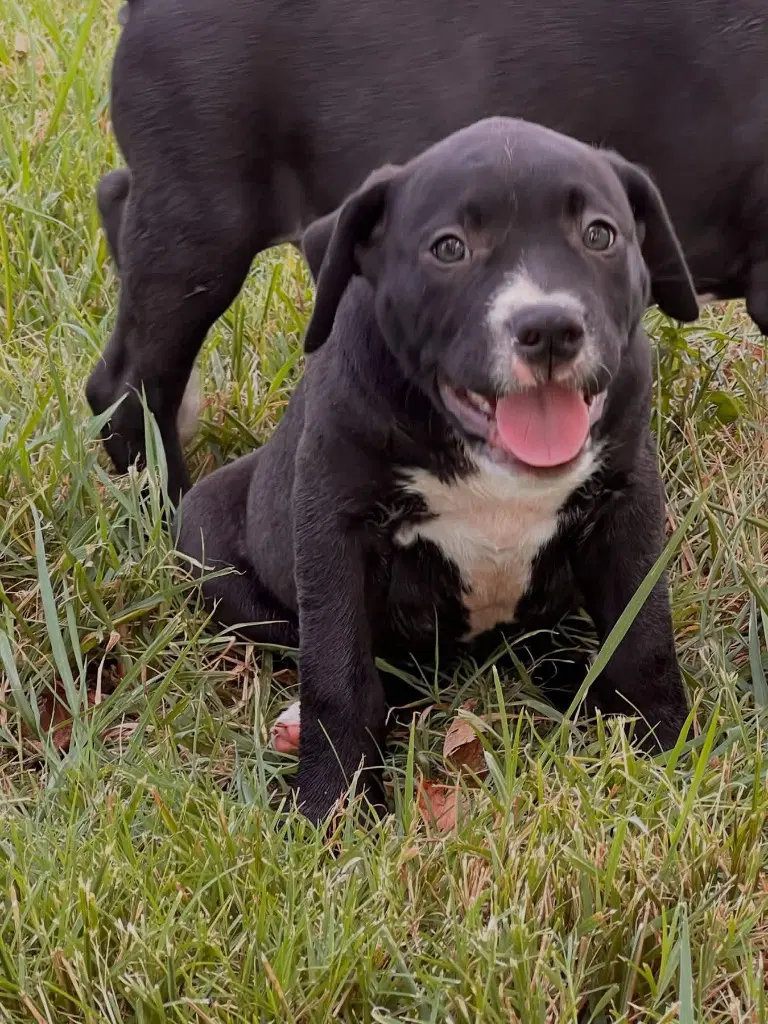 Paulette - Labrador Retriever