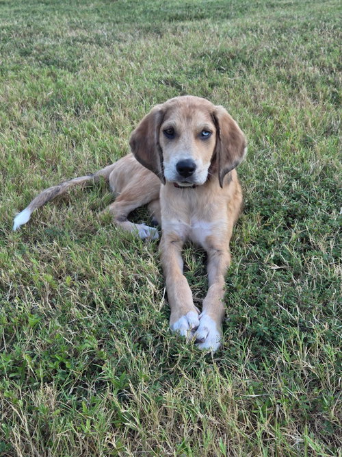 picture of the dog needing adoption