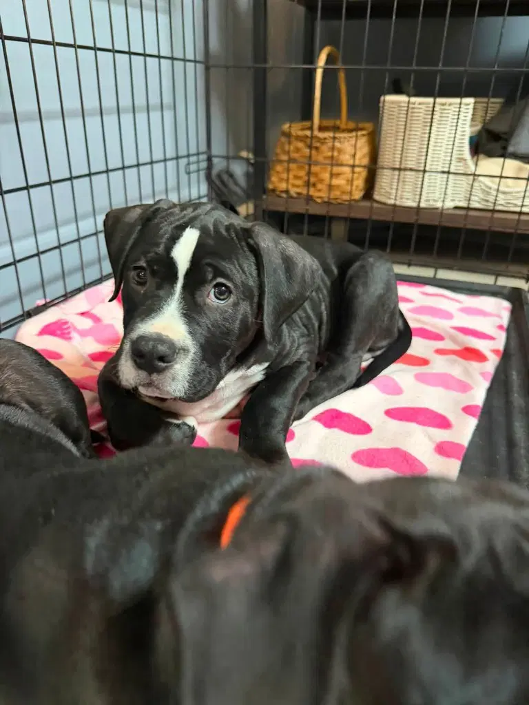 Patrick - Labrador Retriever