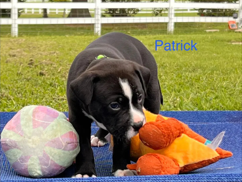 Patrick image 2