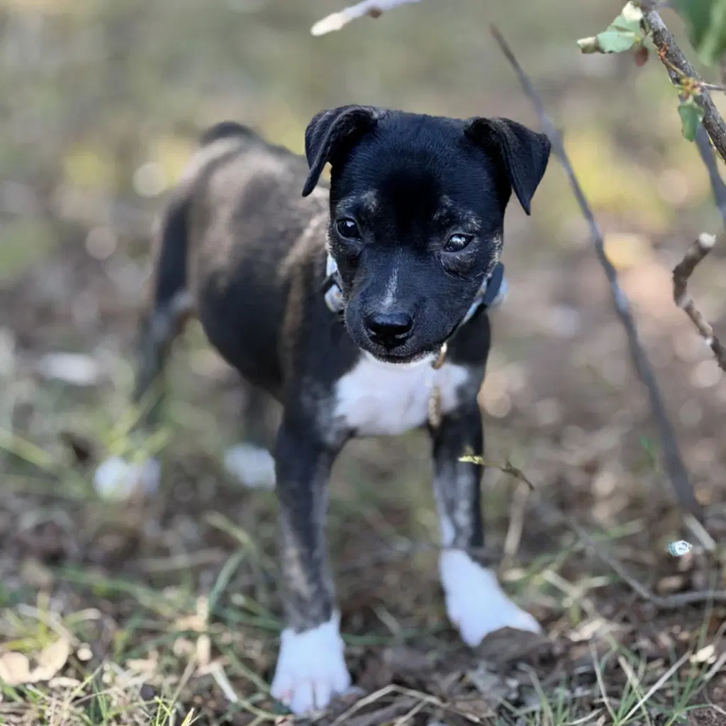 Blue - Beagle