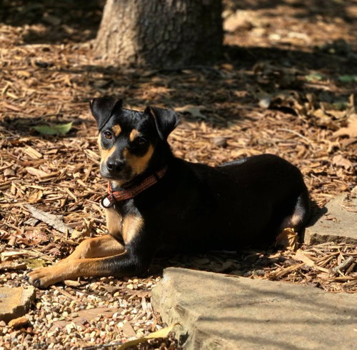 picture of the dog needing adoption