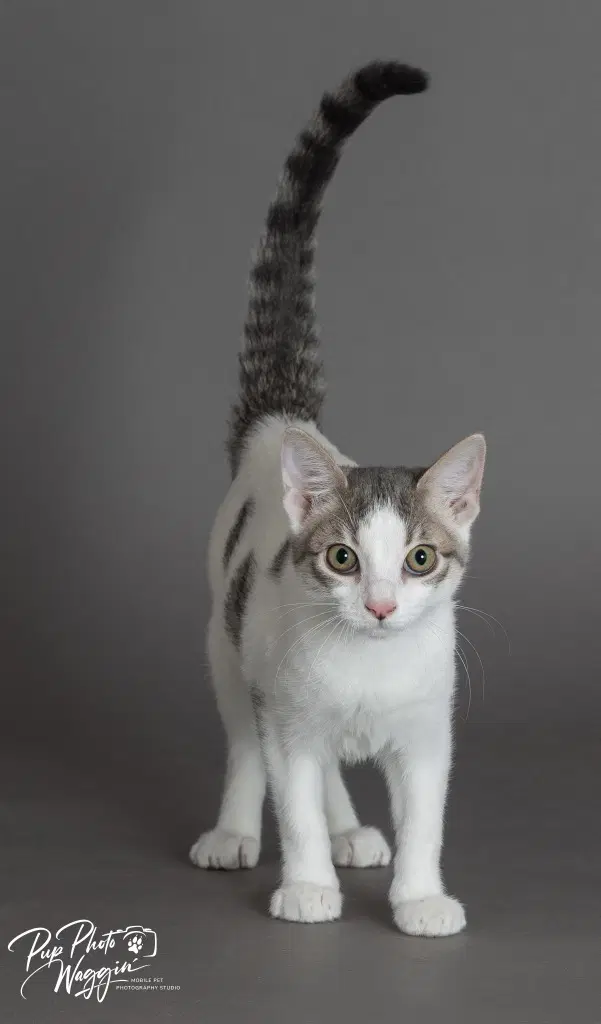Mikey - Domestic Short Hair