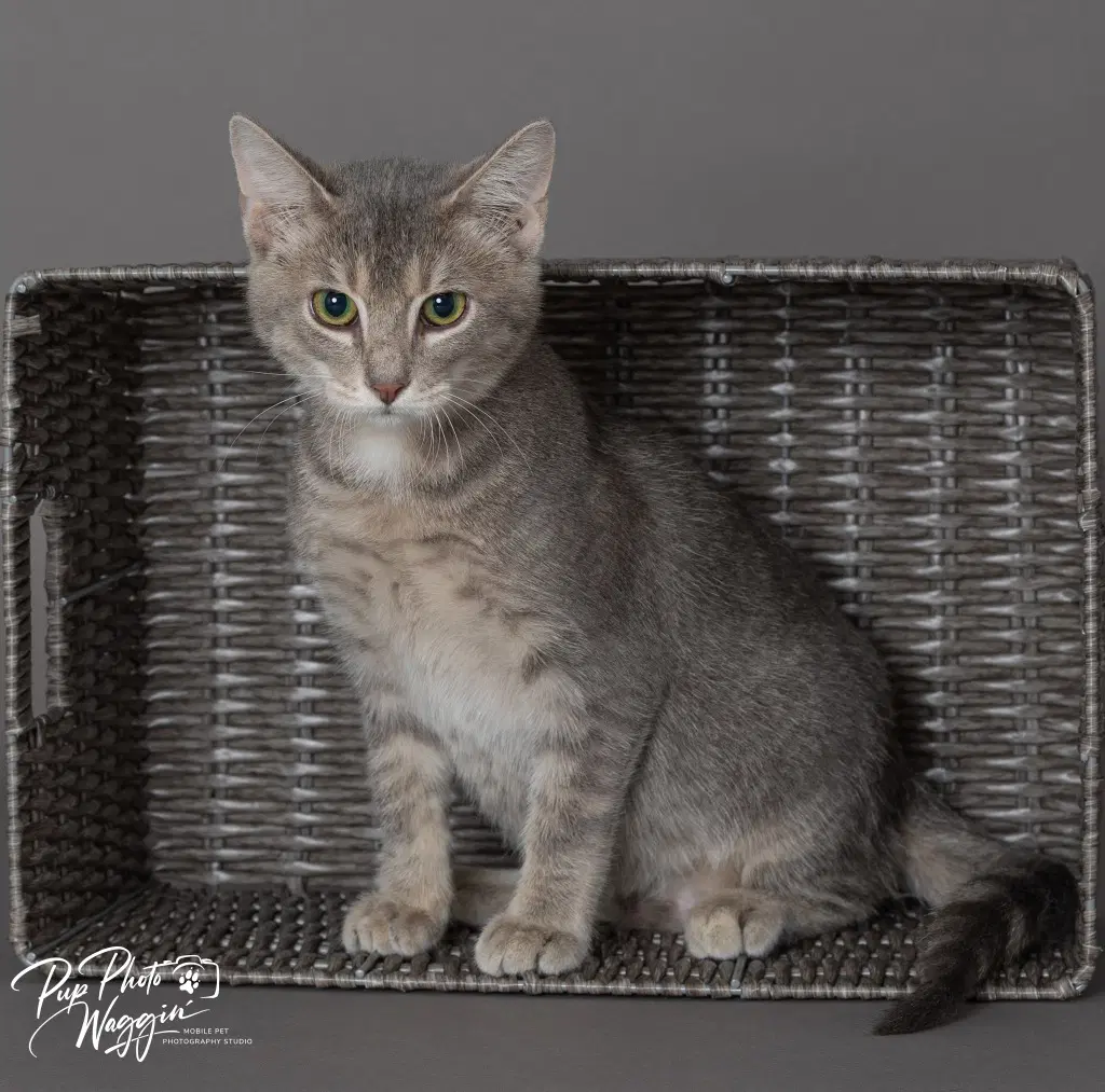David - Domestic Short Hair