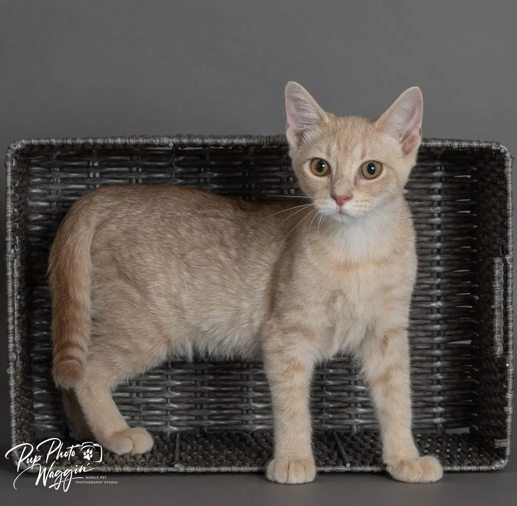 Butter - Domestic Short Hair