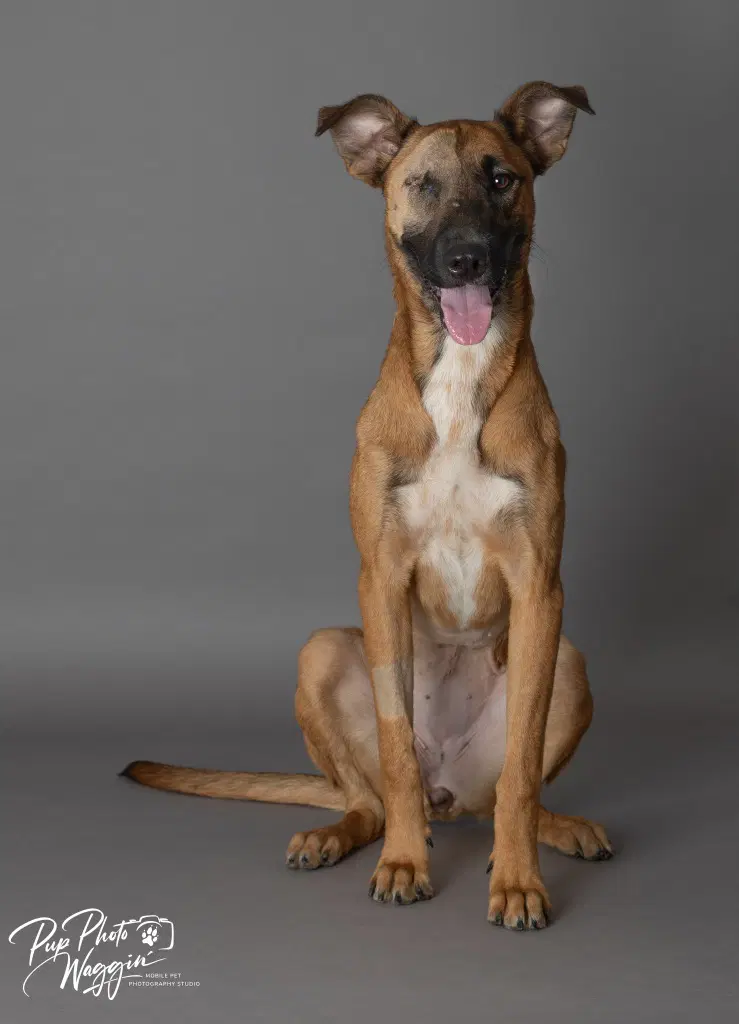 Persephone - Belgian Shepherd Malinois
