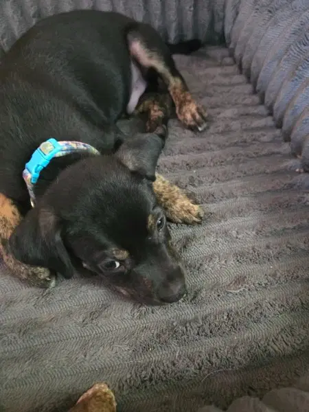 Roadie - Terrier