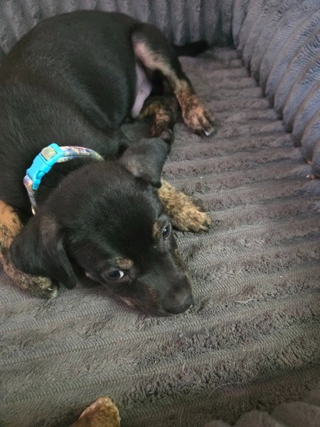 picture of the dog needing adoption