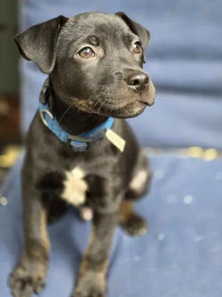 Uri - Terrier