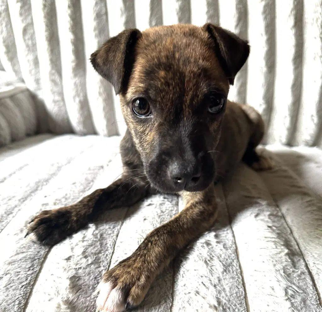 Avery - Terrier