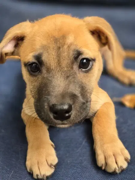 Coral - Terrier