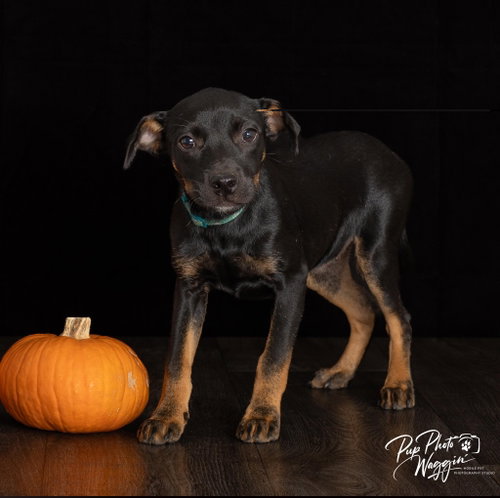 Monica, a dog for adoption from Okie Pet Rescue