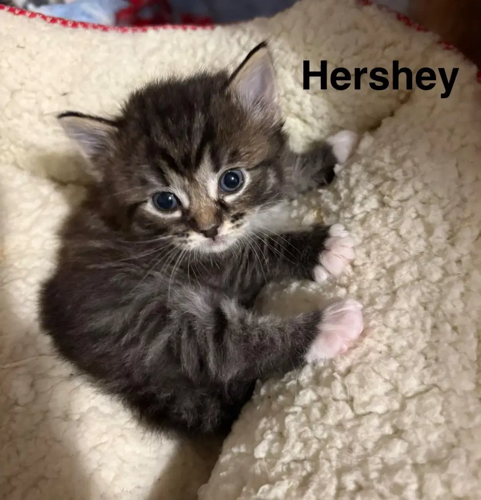 Hershey image 2