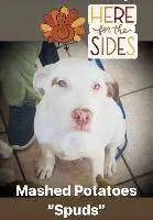 Mashed Potatoes Spuds - Pit Bull Terrier