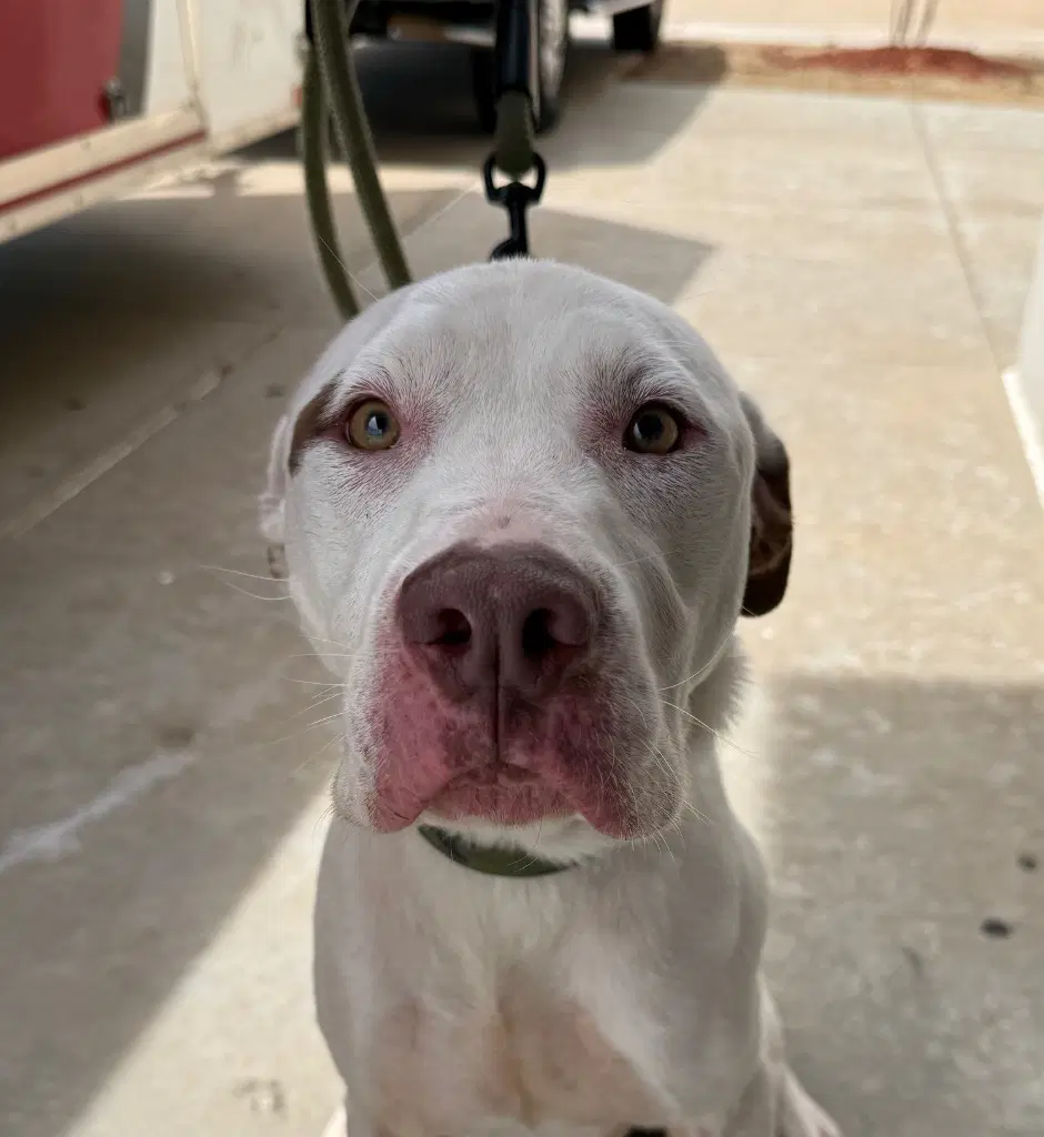 Mashed Potatoes Spuds - Pit Bull Terrier