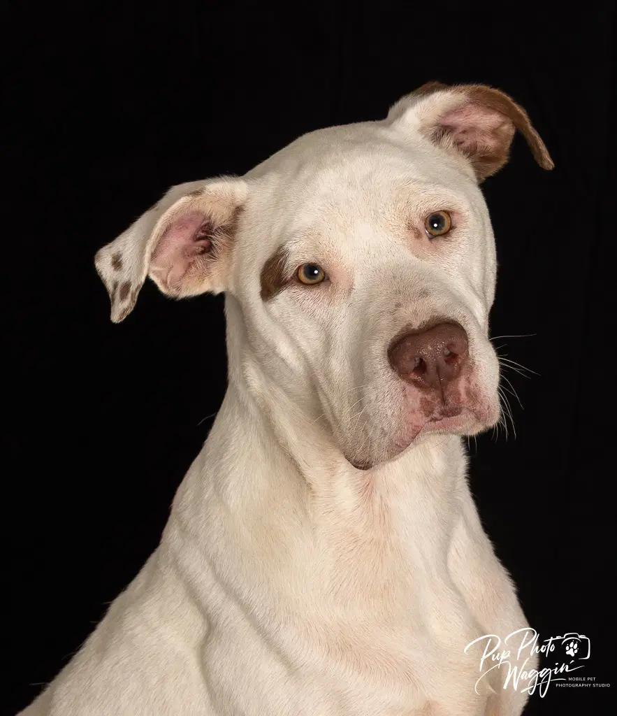 Mashed Potatoes Spuds - Pit Bull Terrier