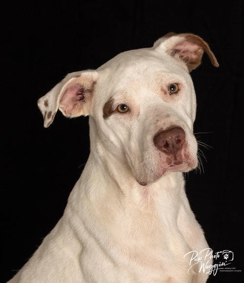 Naux FNA “Spuds”, a dog for adoption from Okie Pet Rescue