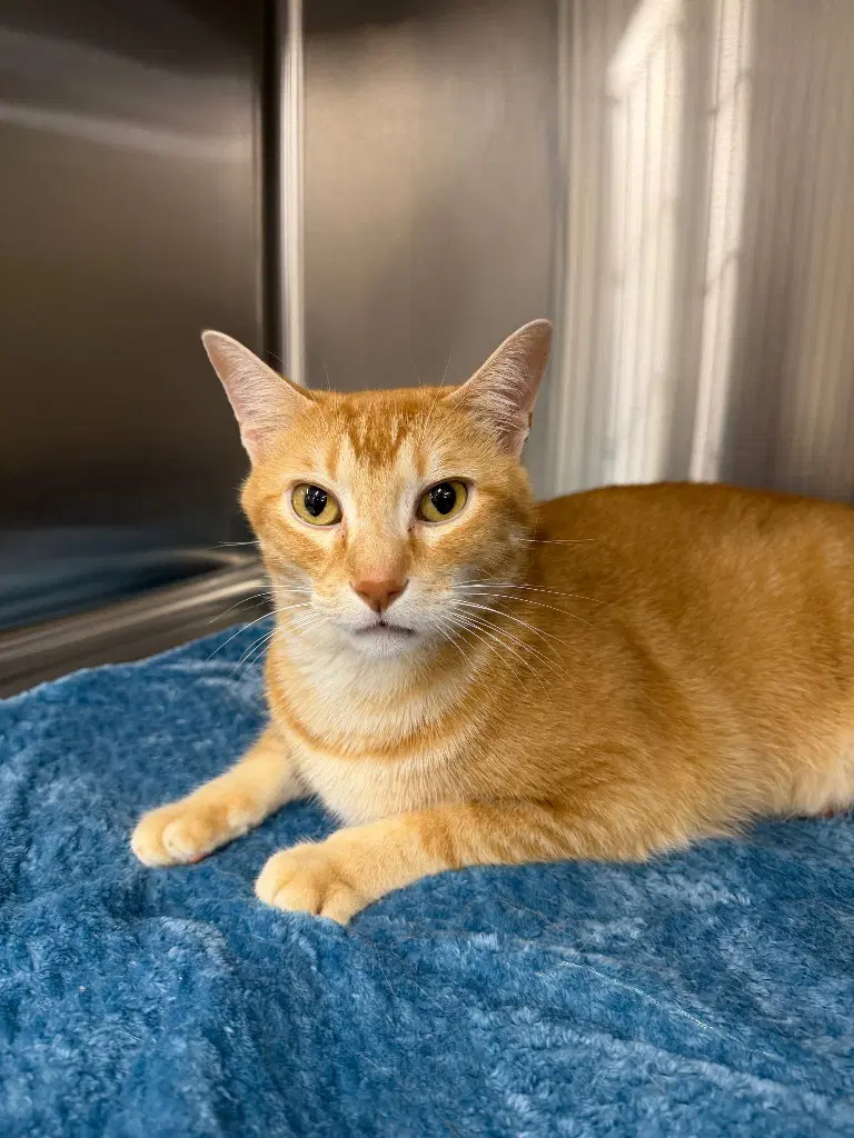 Apollo - Domestic Short Hair