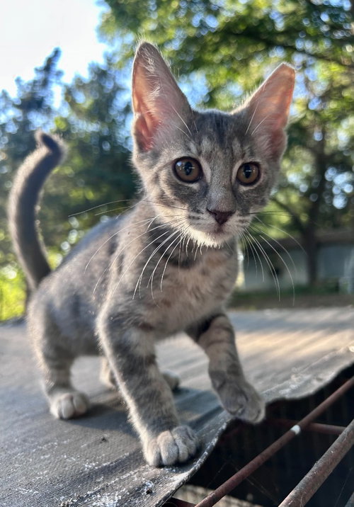 picture of the cat needing adoption