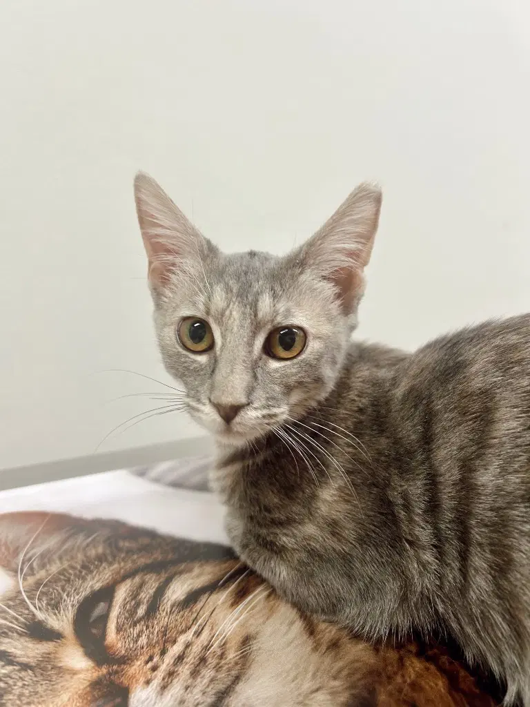 Gabby - Domestic Short Hair
